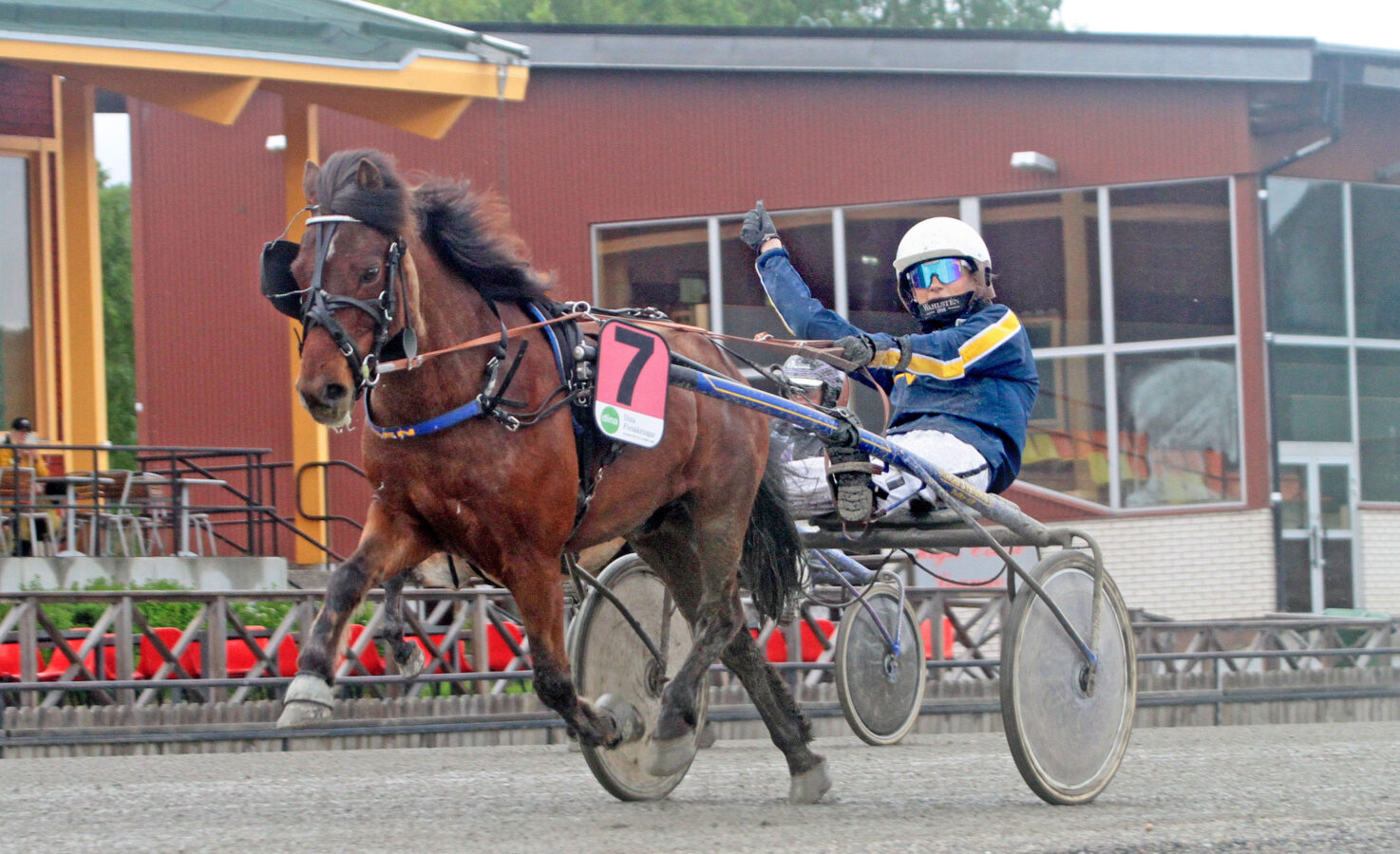 Ponny på travbana körs av kusk i Wångens blågula kördress