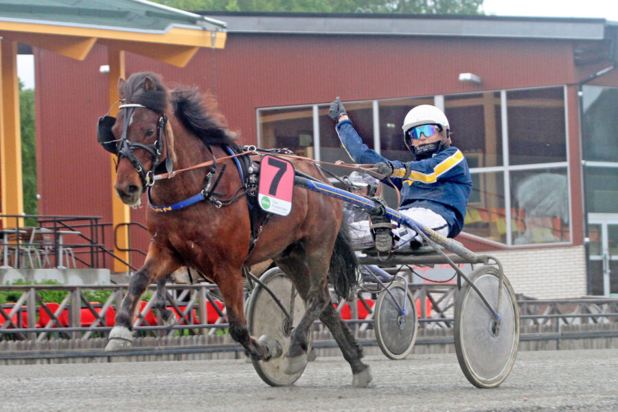Ponny på travbana körs av kusk i Wångens blågula kördress