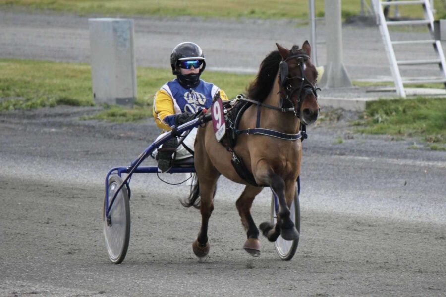 Ponny på travbana körs av kusk i Wångens blågula kördress