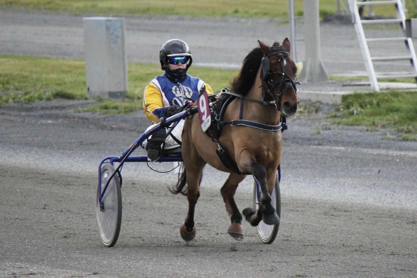 Ponny på travbana körs av kusk i Wångens blågula kördress