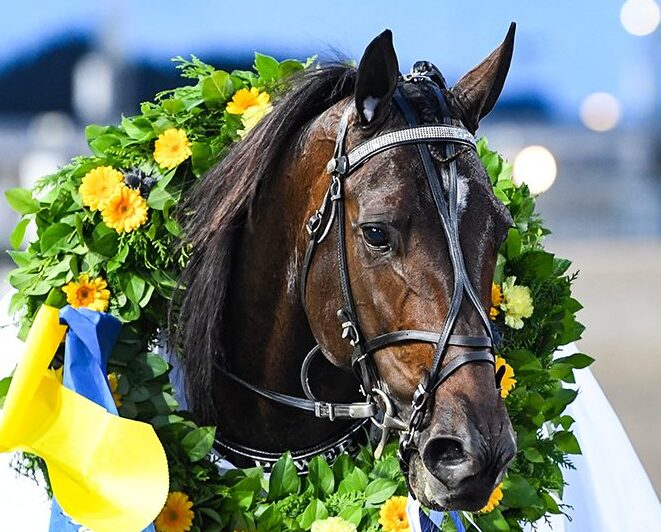 Varmblodet Power med segerkrans rund halsen och fladdrande segertäcke får representera A-tränarkursen.