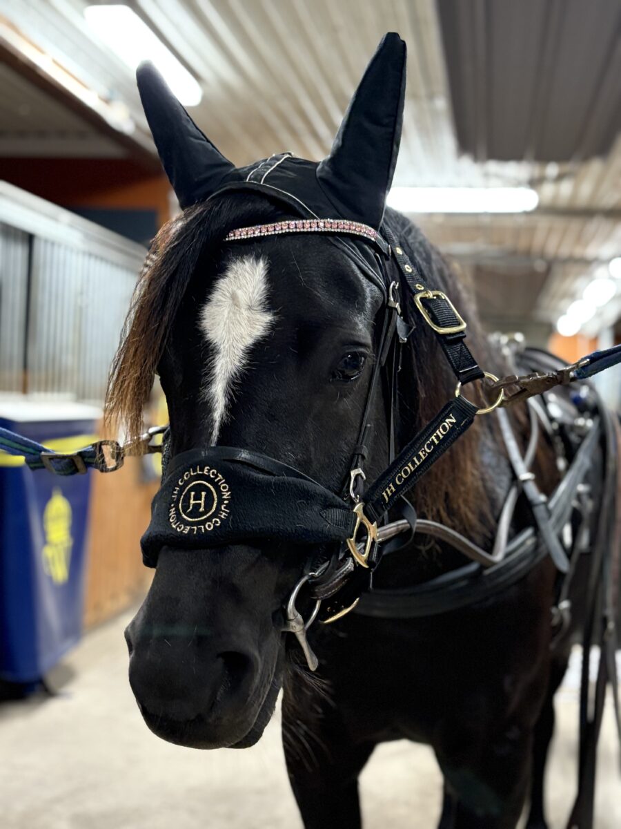 Svart kallblodstravare står uppställd och selad i stallgången