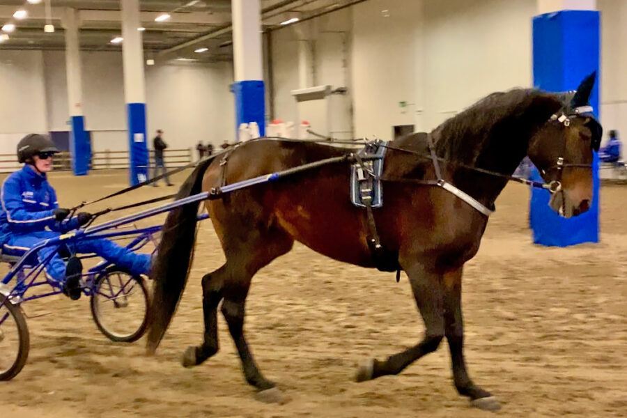 Brun travhäst körs i en inomhusarena av en elev i hjälm och Wångens blå vinterkläder