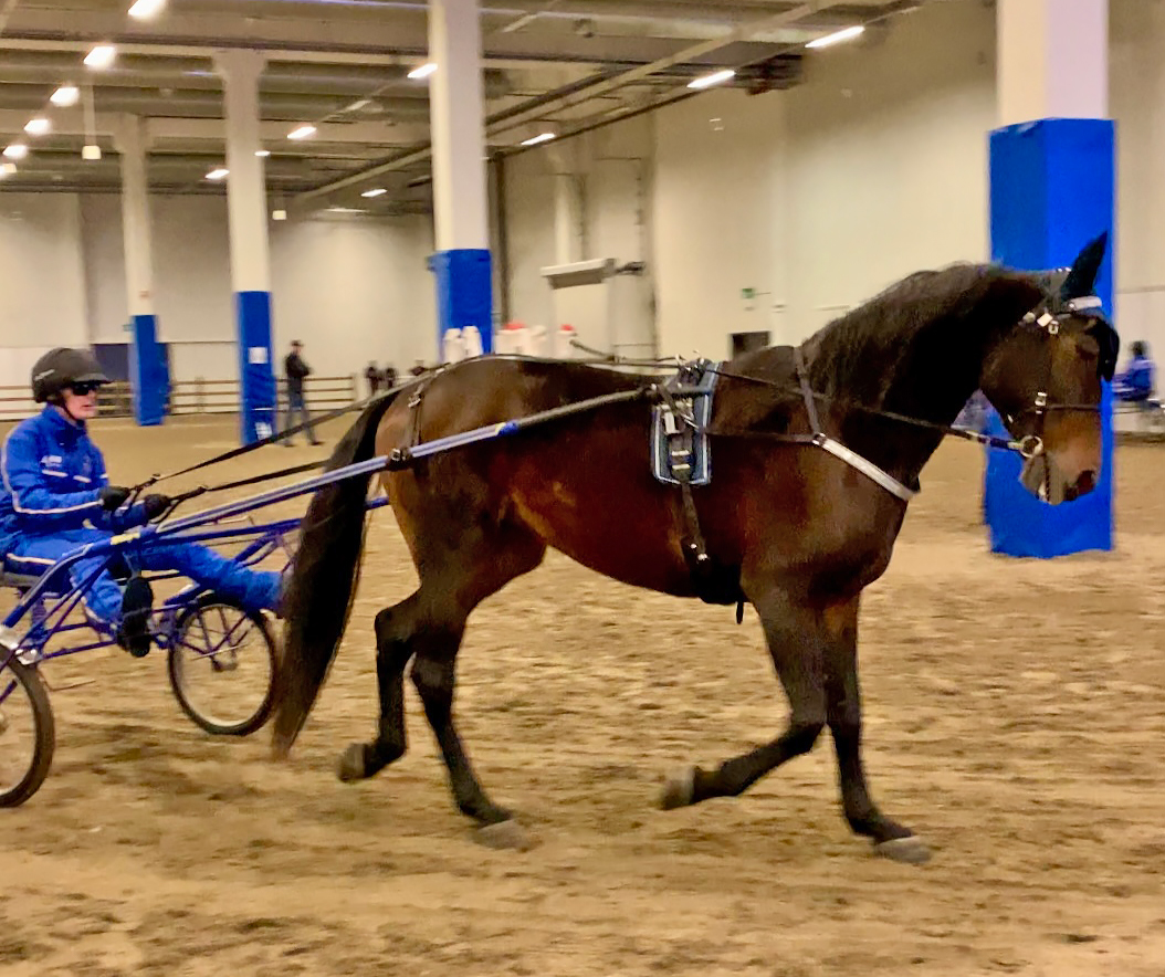 Brun travhäst körs i en inomhusarena av en elev i hjälm och Wångens blå vinterkläder