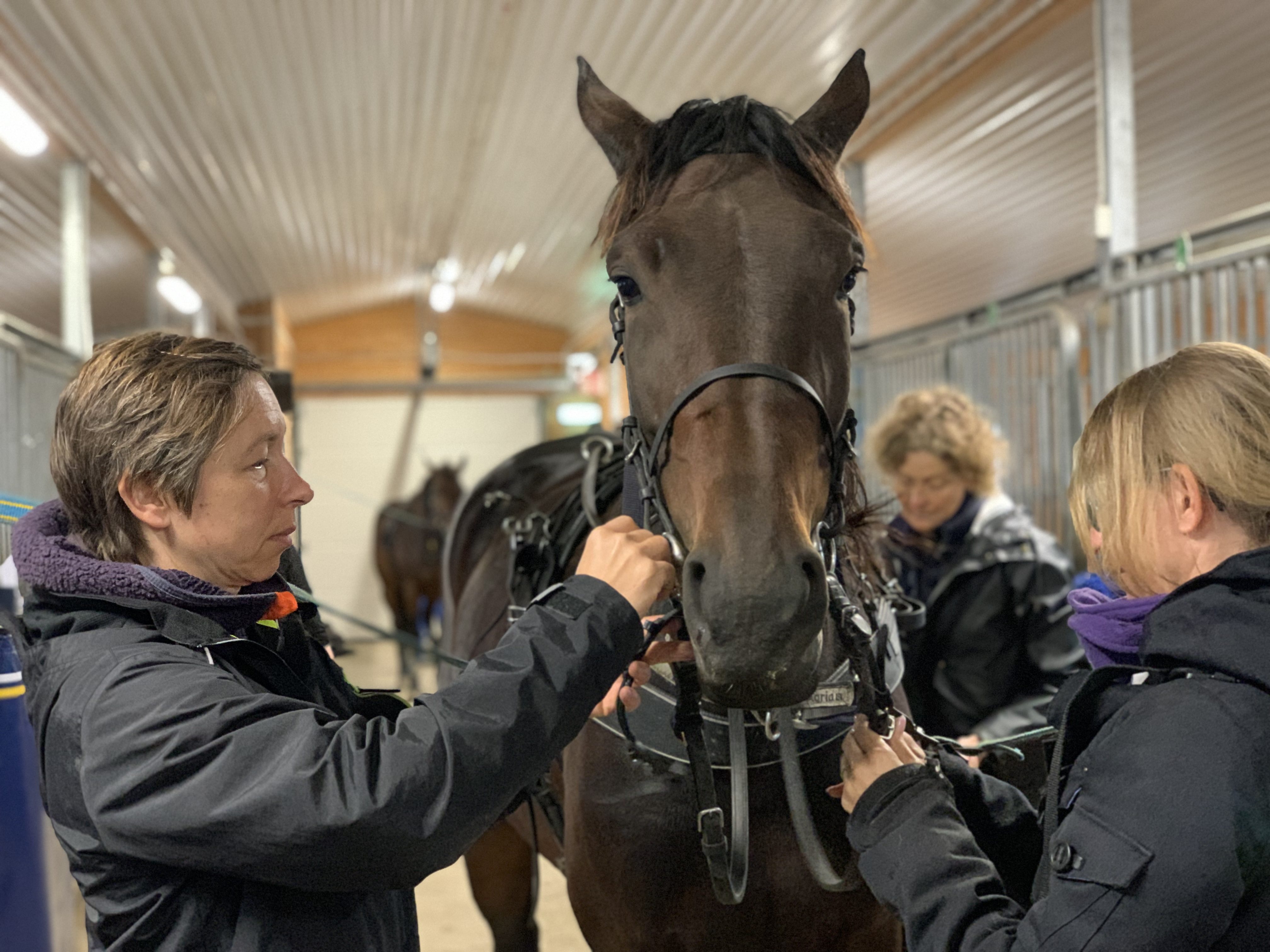 En varmblodstravare står i en stallgång omgiven av tre kvinnor som fixar utrustningen inför ett körpass.