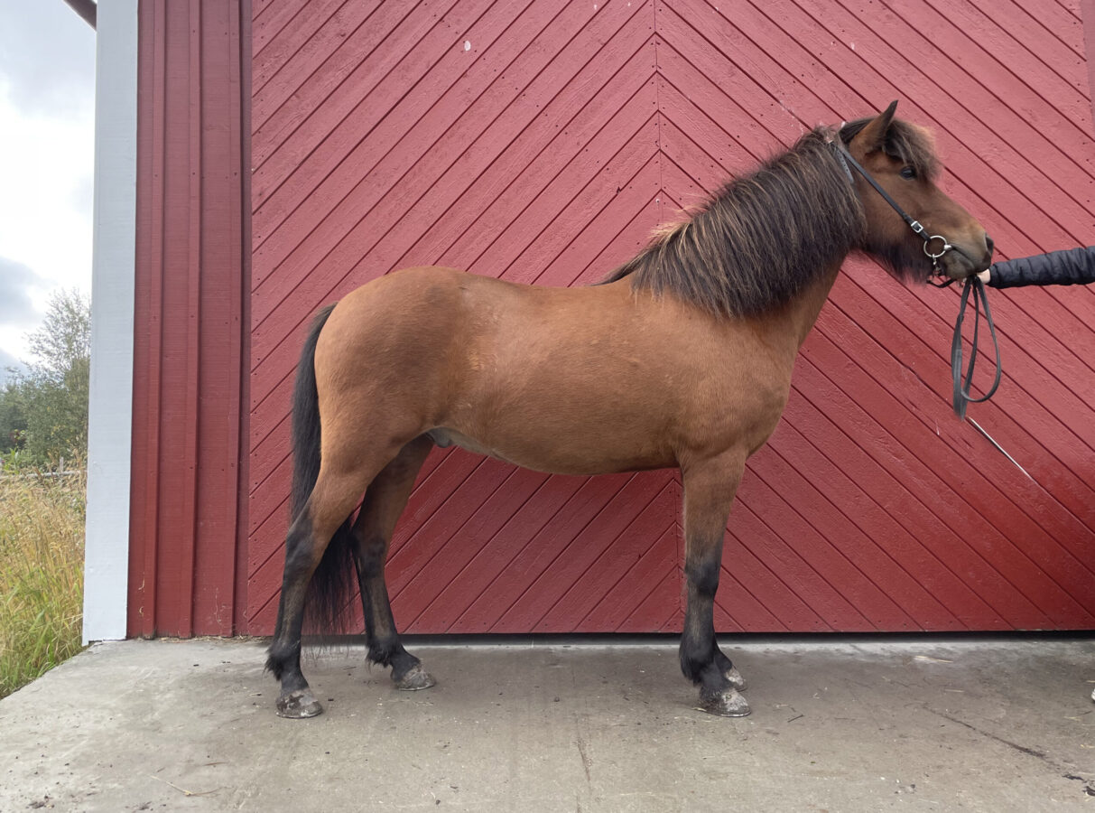 Ljusbrun islandshäst med mörkbrun man står uppställd mot en röd stalldörr