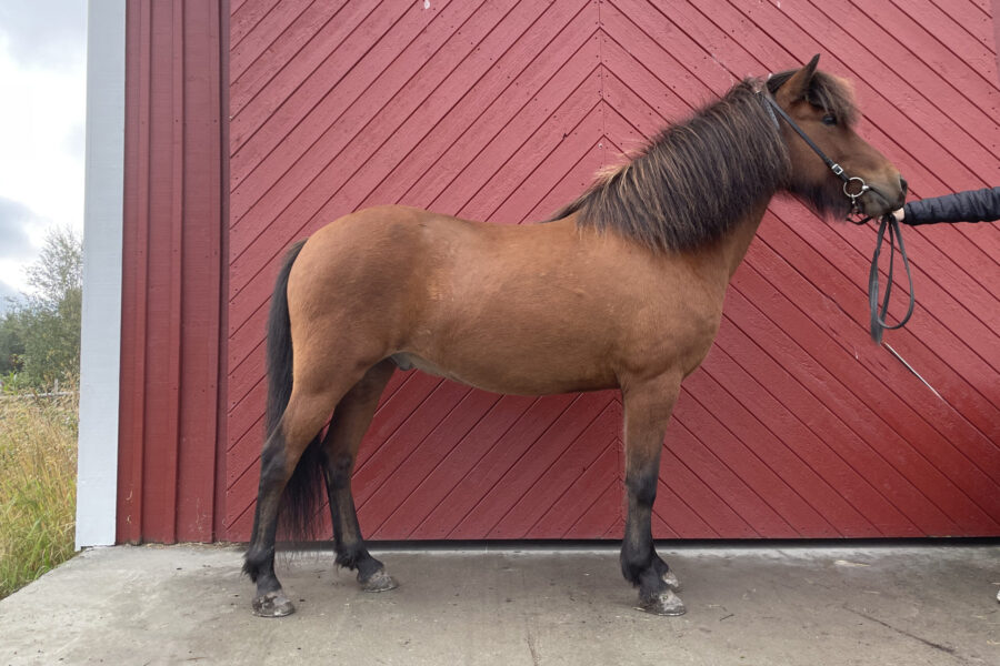 Ljusbrun islandshäst med mörkbrun man står uppställd mot en röd stalldörr