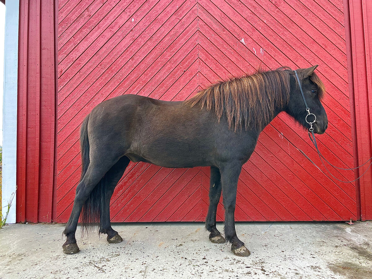 Svart islandshäst står i ett stall