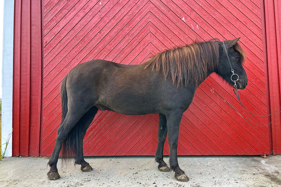 Svart islandshäst står i ett stall