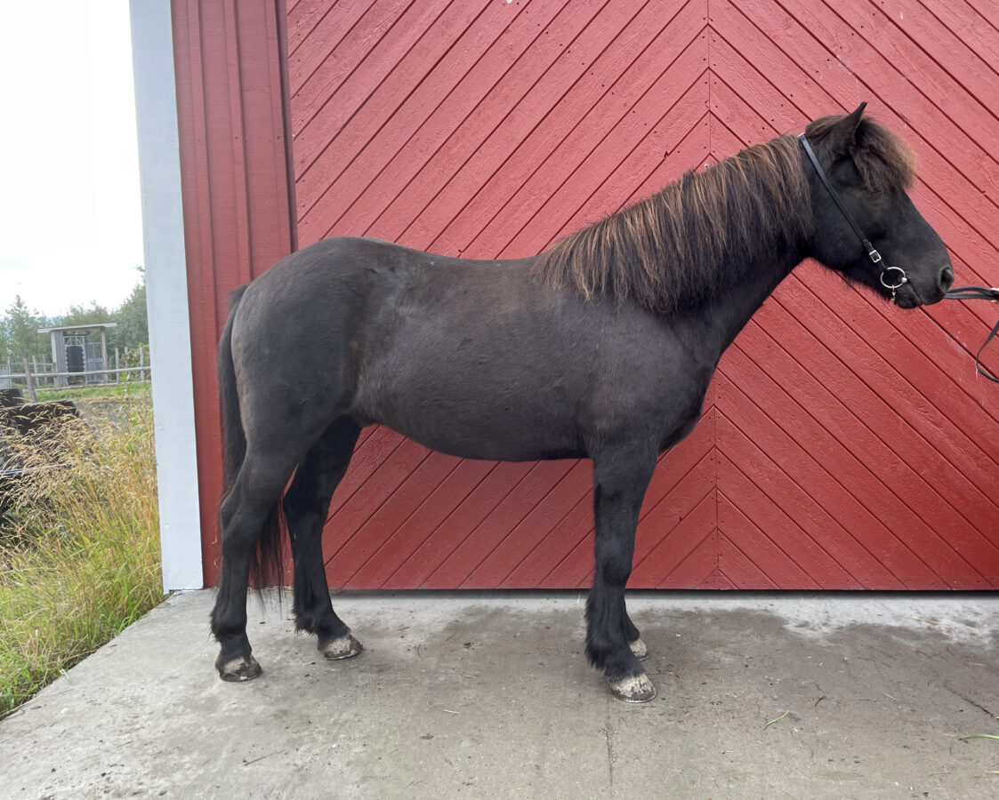 Svart islandshäst står uppställd mot en röd stalldörr
