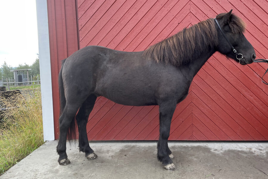 Svart islandshäst står uppställd mot en röd stalldörr