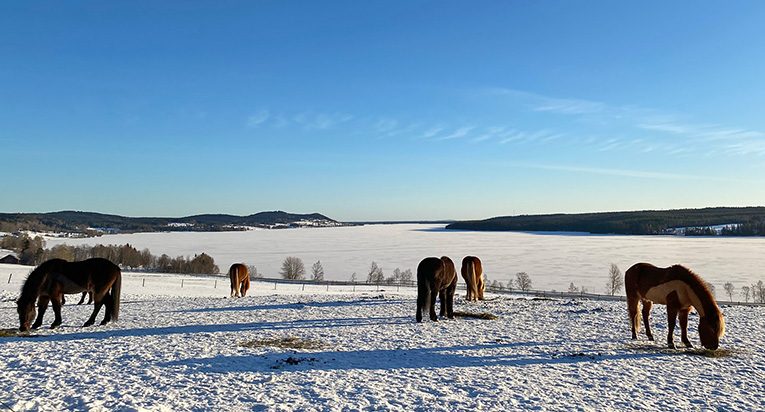 Utsikt över hästhage med islandshästar och sjö, en gnistrande kall vinterdag