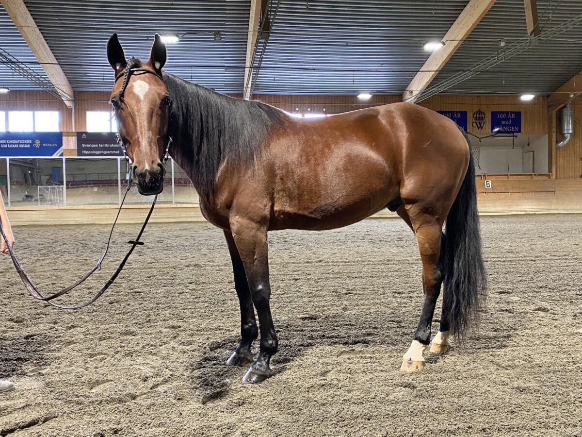 Varmblodstravare brun med svart man och stjärn står uppställd i Wångens ridhus