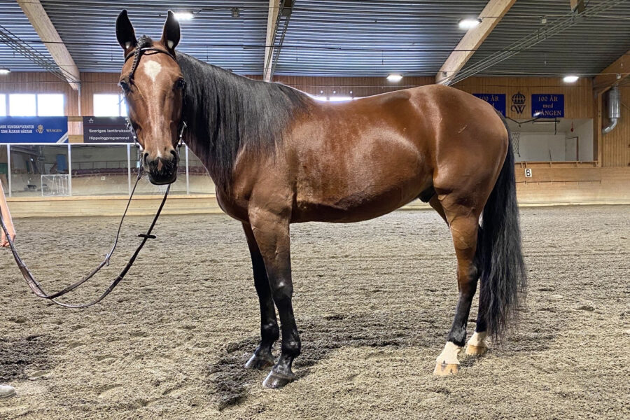 Varmblodstravare brun med svart man och stjärn står uppställd i Wångens ridhus
