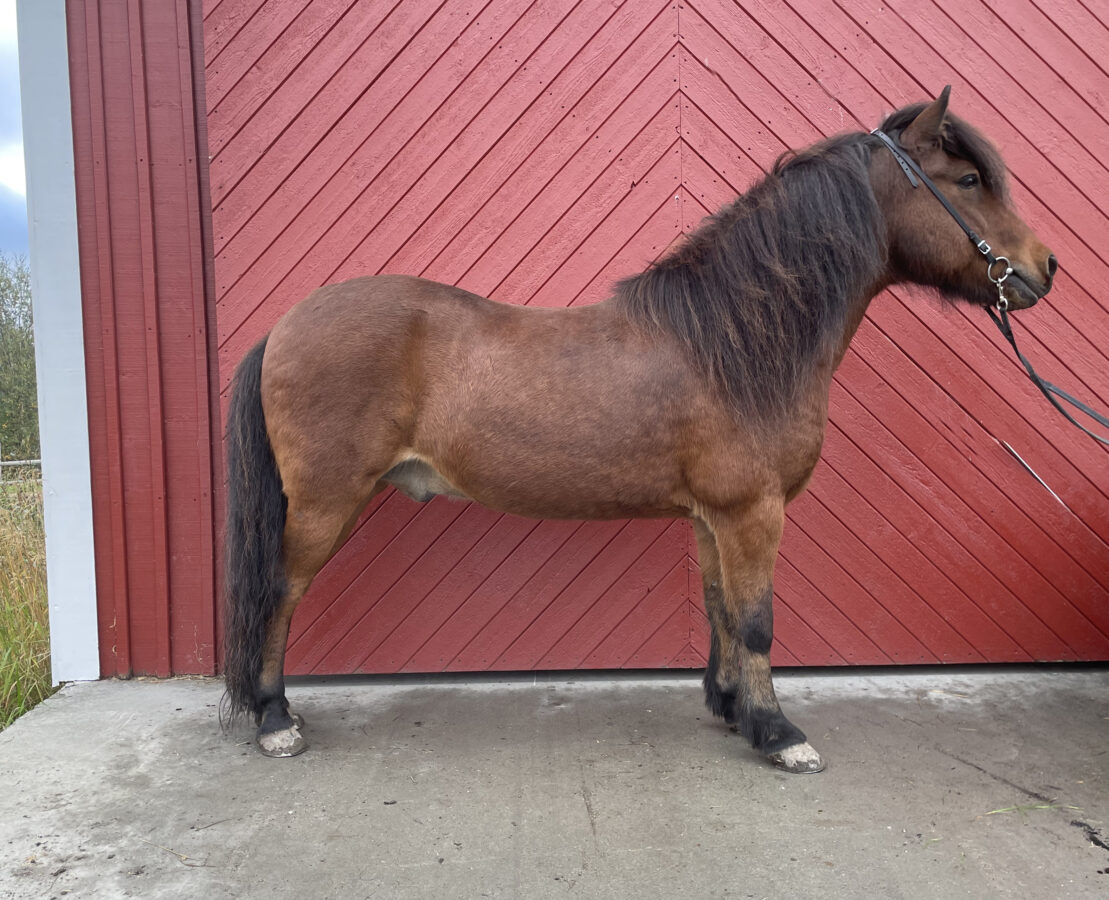 Islandshäst står uppställd vid en röd stalldörr.