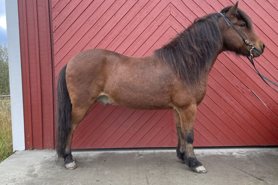Islandshäst står uppställd vid en röd stalldörr.