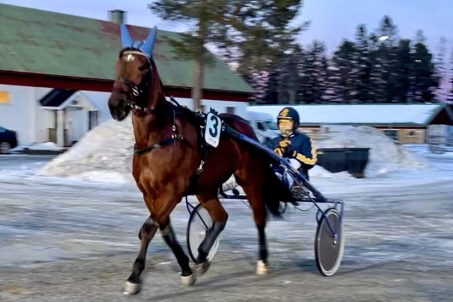 Varmblodstravare i skymningen på Östersunds stallbacke. I sulkyn sitter en kusk i Wångendress.