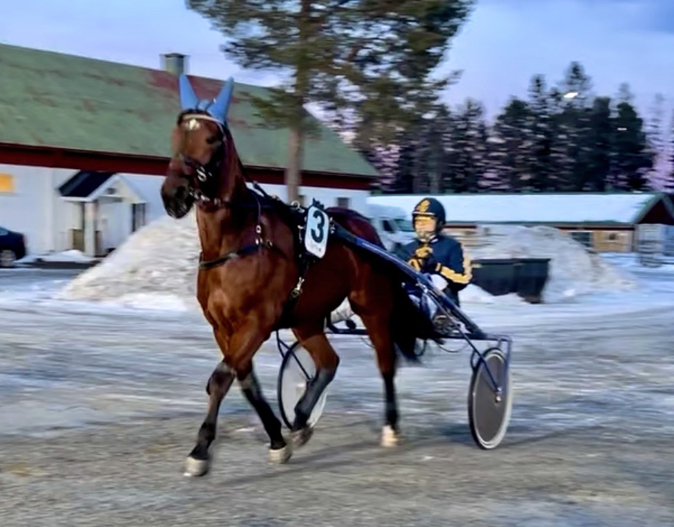 Varmblodstravare i skymningen på Östersunds stallbacke. I sulkyn sitter en kusk i Wångendress.
