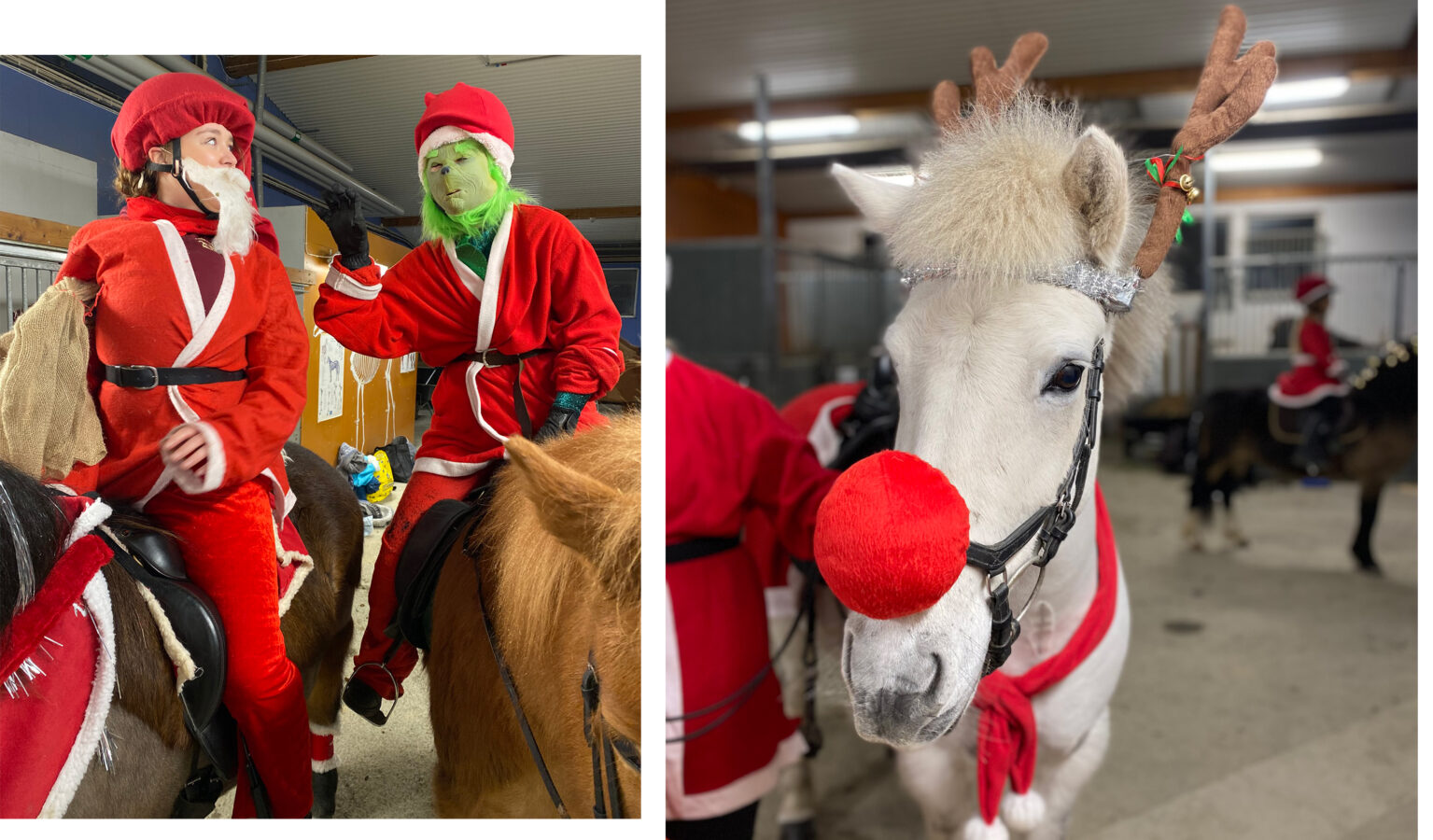 Vit islandshäst i julshowen utklädd till Rudolf med röda mulen. Och en bild på Grinchen och tomten till häst