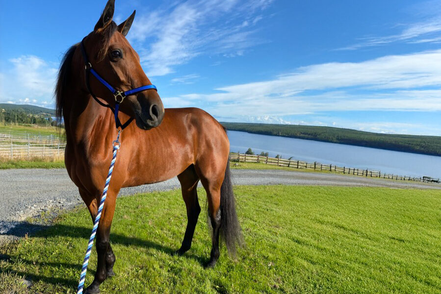 Bravo Bellewieu, en brun varmblodstravare med blå grimma, står på grönt gräs nära en sjö.