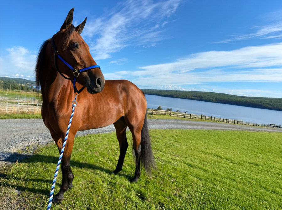 Bravo Bellewieu, en brun varmblodstravare med blå grimma, står på grönt gräs nära en sjö.