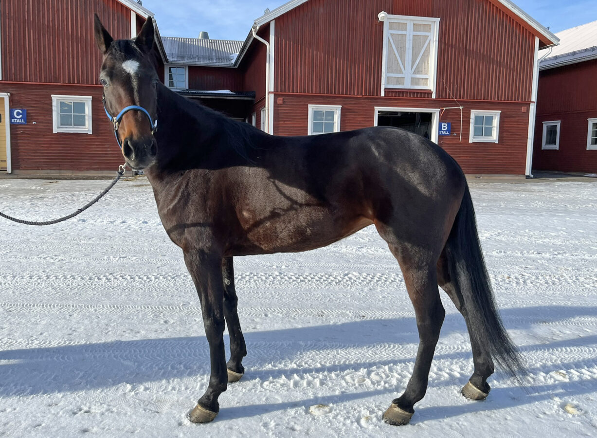 Mörkbrun varmblodstravare med stjärn står uppställd på stallbacken på Wången en solig vinterdag