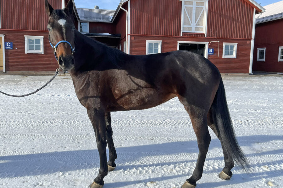Mörkbrun varmblodstravare med stjärn står uppställd på stallbacken på Wången en solig vinterdag