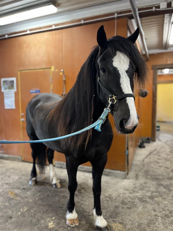 Svart kallblodstravare med vit bläs står uppställd på en stallgång