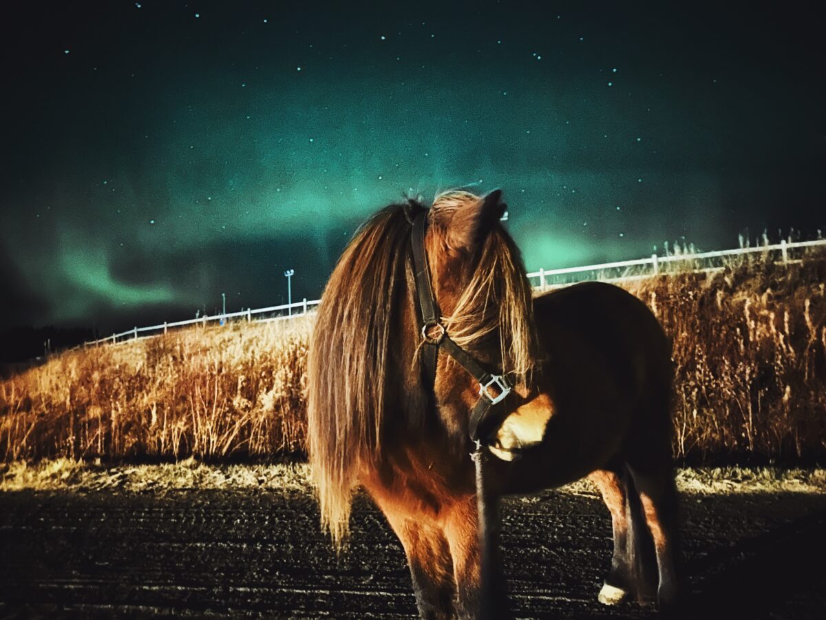 En brun Islandshäst står på en grusväg på natten under norrsken och stjärnhimmel, bredvid en gräsbevuxen vall och staket.