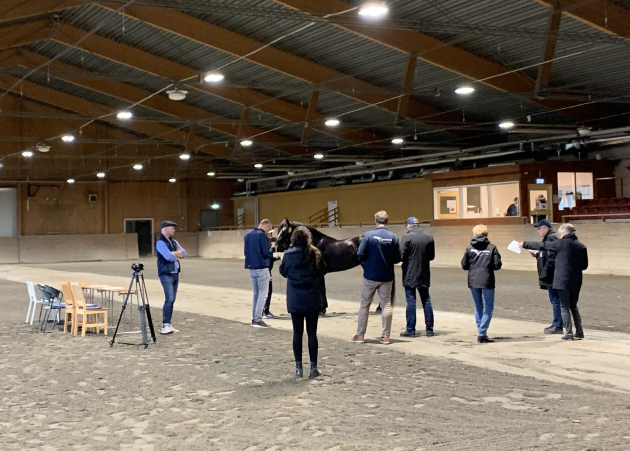 En grupp människor står runt en häst i ett ridhus.