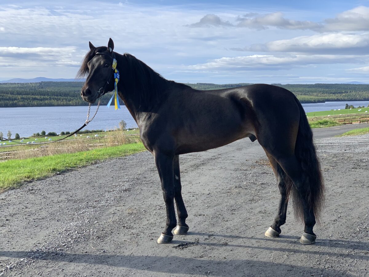 Svart kallblodshingst med rosett i grimman står uppställd utomhus.