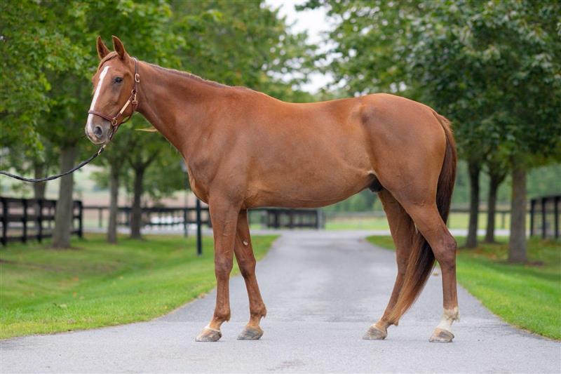 Fuxfärgat varmblod med vit bläs står uppställd på en grusgång med gröna gräsmattor och hagar runt omkring.