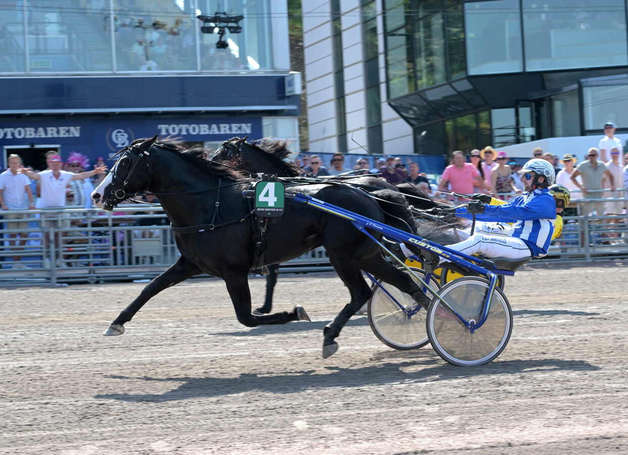 Svart kallblodstravare med vit bläs passerar mållinjen på Solvalla med Magnus Djuse i sulkyn.