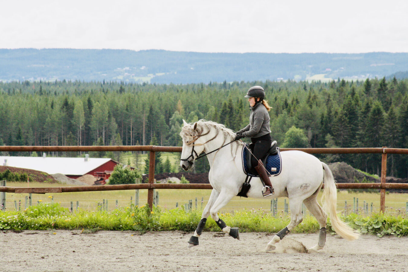 Kvinna rider vit PRE-häst på en ridbana utomhus med utsikt över jämtlands skogar.