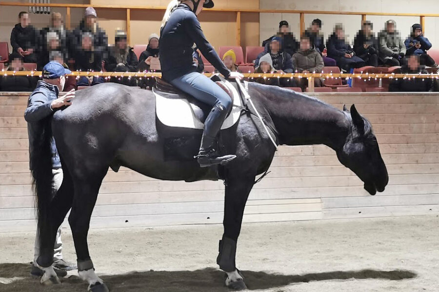 Man står i ridhus bredvid ett ekipage, hästen står avslappnat med huvudet sänkt och har endast halsring inget träns på.