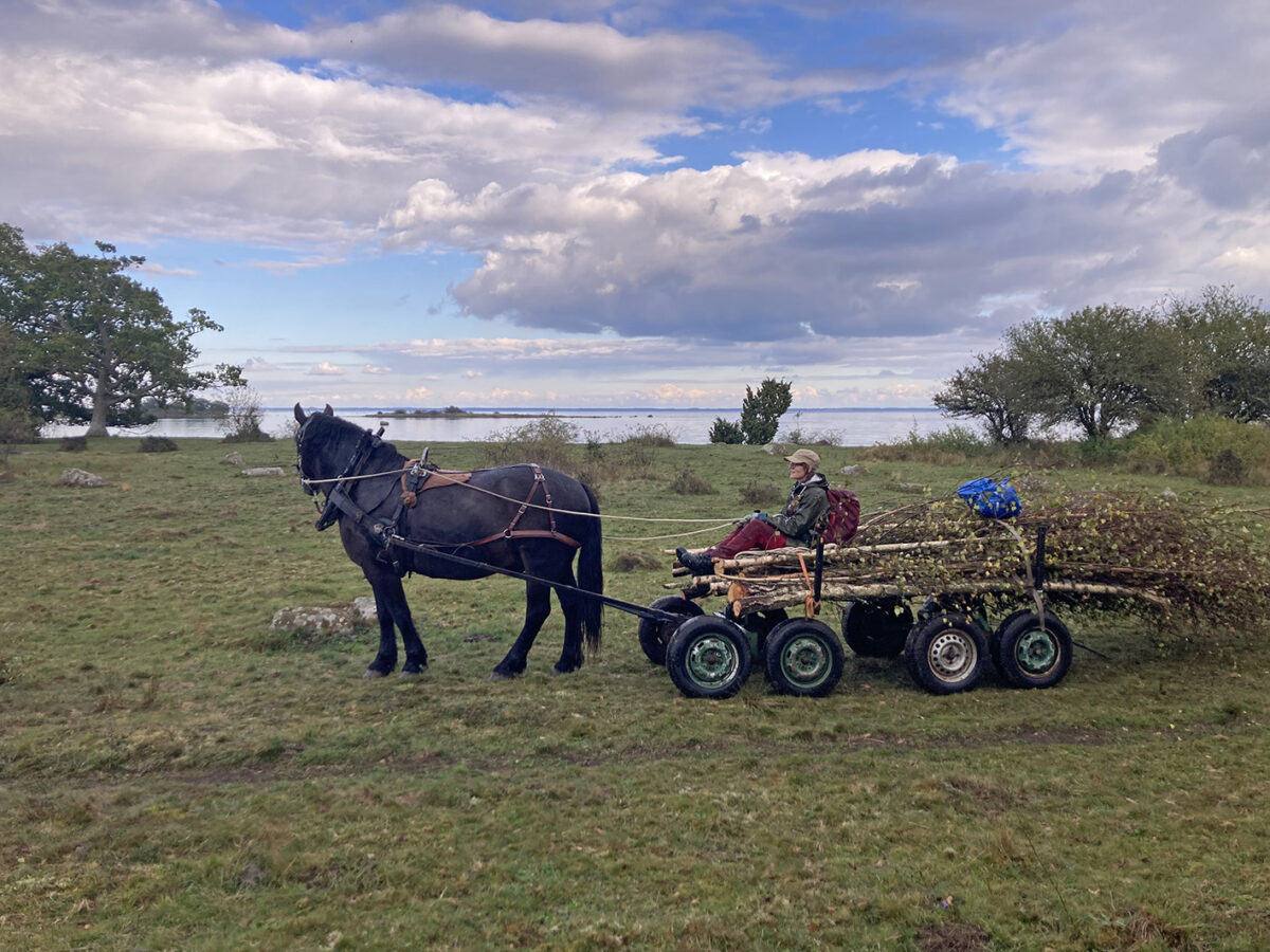 Anna Sander kör ris på Öland en sommardag med havsutsikt.