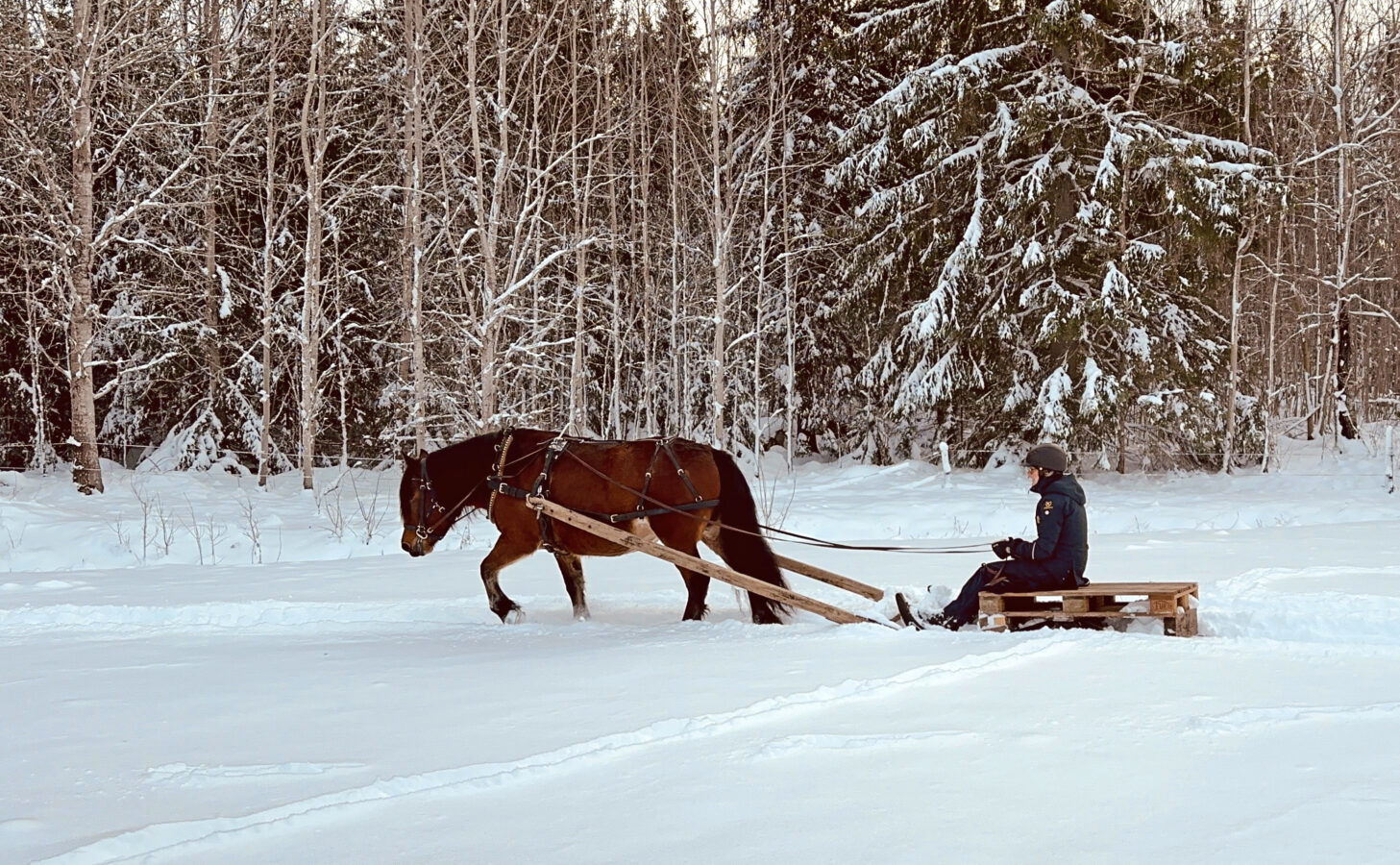 Kvinna kör en brun nordsvensk brukshäst genom ett snölandskap. Hon sitter på en släde som är gjord av lastpallar med medar.