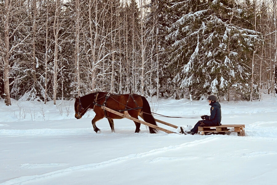 Kvinna kör en brun nordsvensk brukshäst genom ett snölandskap. Hon sitter på en släde som är gjord av lastpallar med medar.