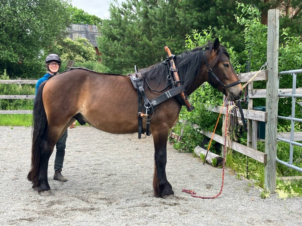 Nordsvensk brukshäst står i en en paddock med sele på. Anna Sander står bakom med hjälm på och ler mot kameran