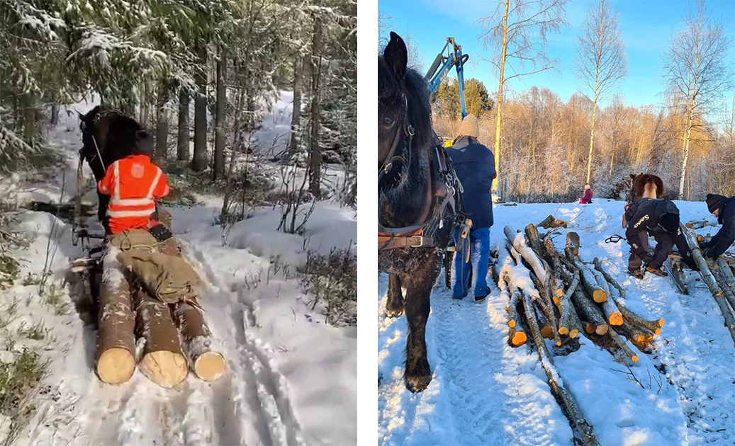 Två bilder visar häst i arbete i skogen vintertid.