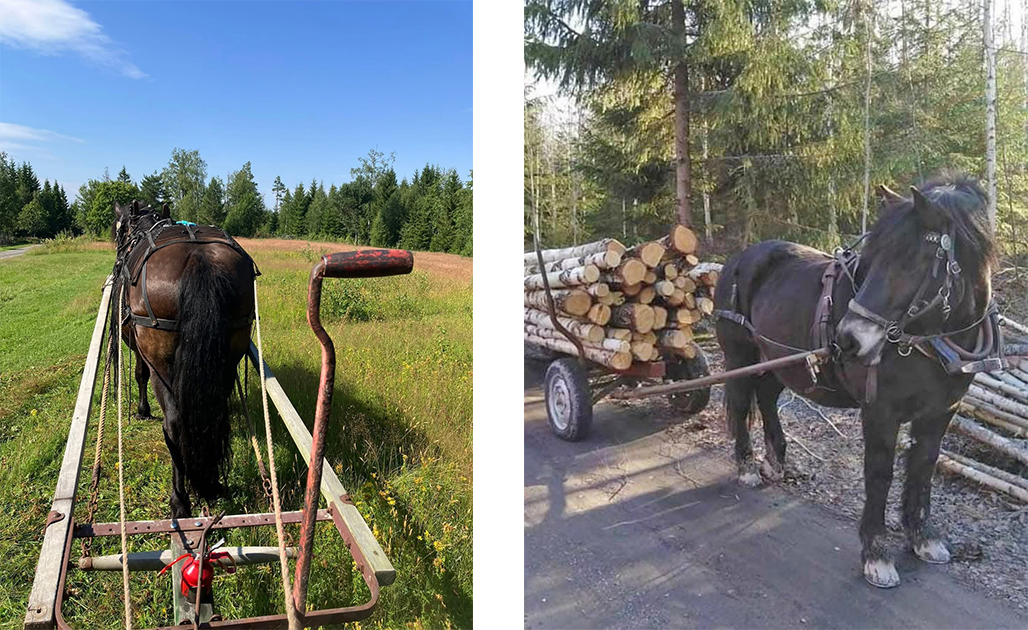 Två bilder visar häst ar som arbetar, en sommartid med slåtter och en höst med att dra in stockar på vagn