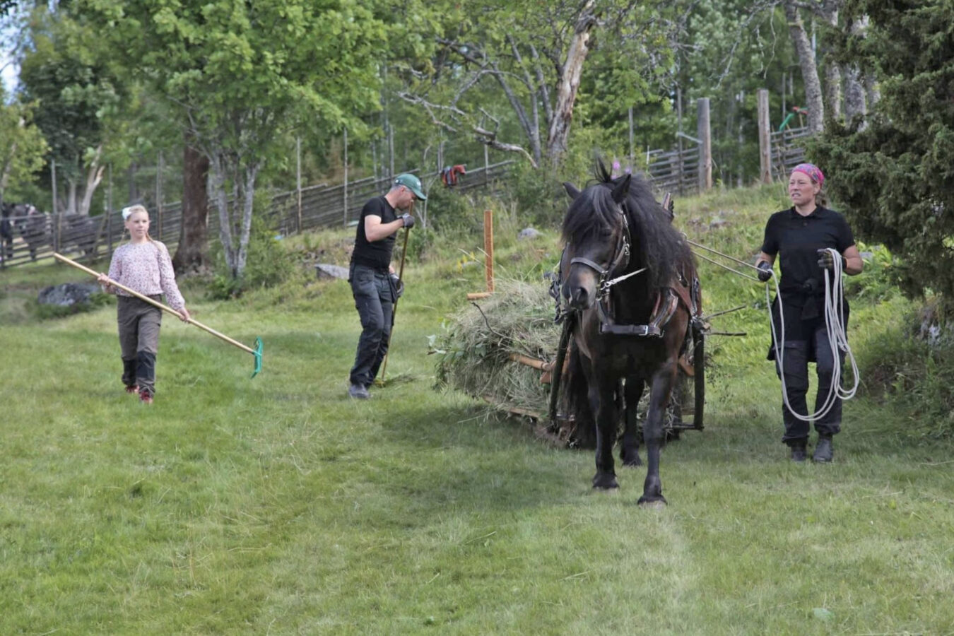 Tre personer arbetar utomhus med att samla ihop hö med krattor medan en svart häst drar en kärra lastad med hö över en gräsyta omgiven av träd och ett trästaket.