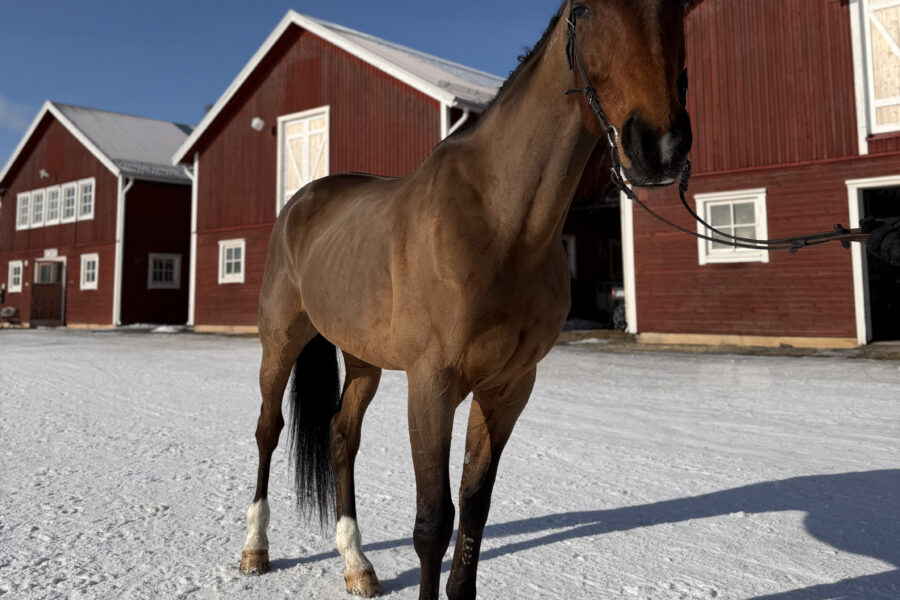 Varmblodstravare står på stallplan på Wången en solig vinterdag
