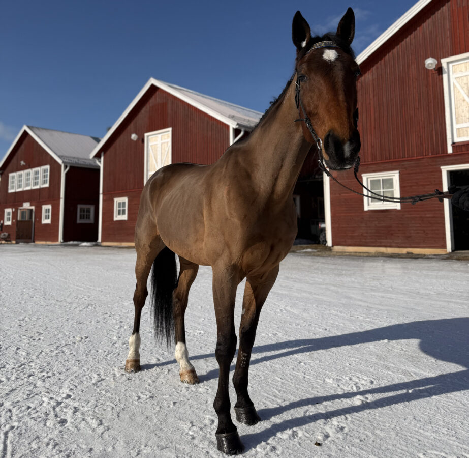 Varmblodstravare står på stallplan på Wången en solig vinterdag