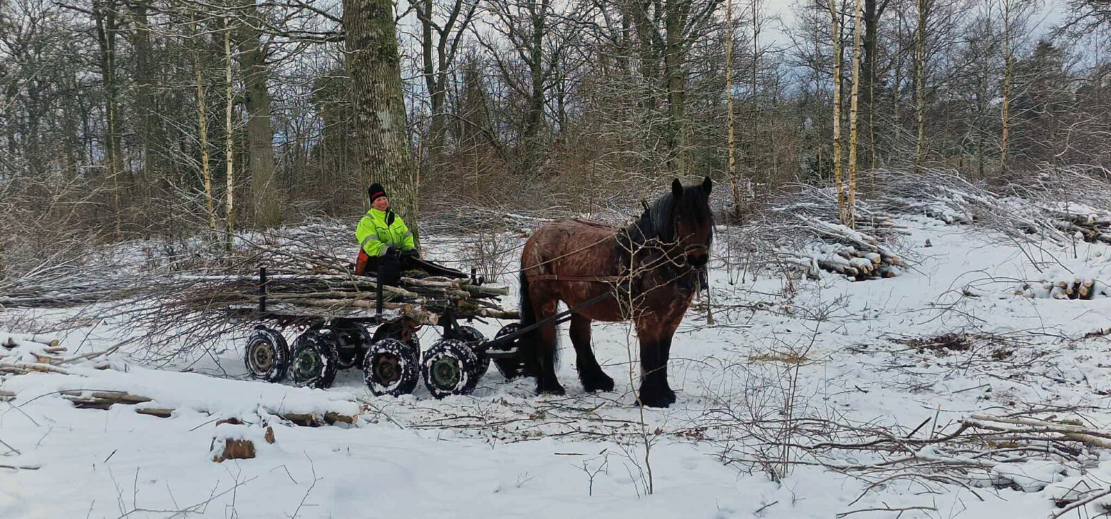 En person i varseljacka kör en Ardenner för att dra en vagn med ris genom en snöig, lövfri skog.