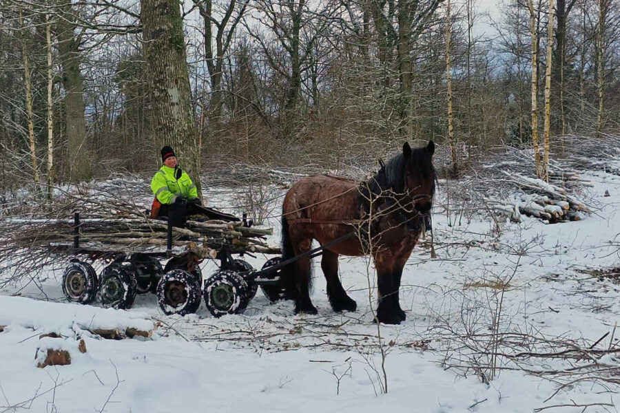 En person i varseljacka kör en Ardenner för att dra en vagn med ris genom en snöig, lövfri skog.