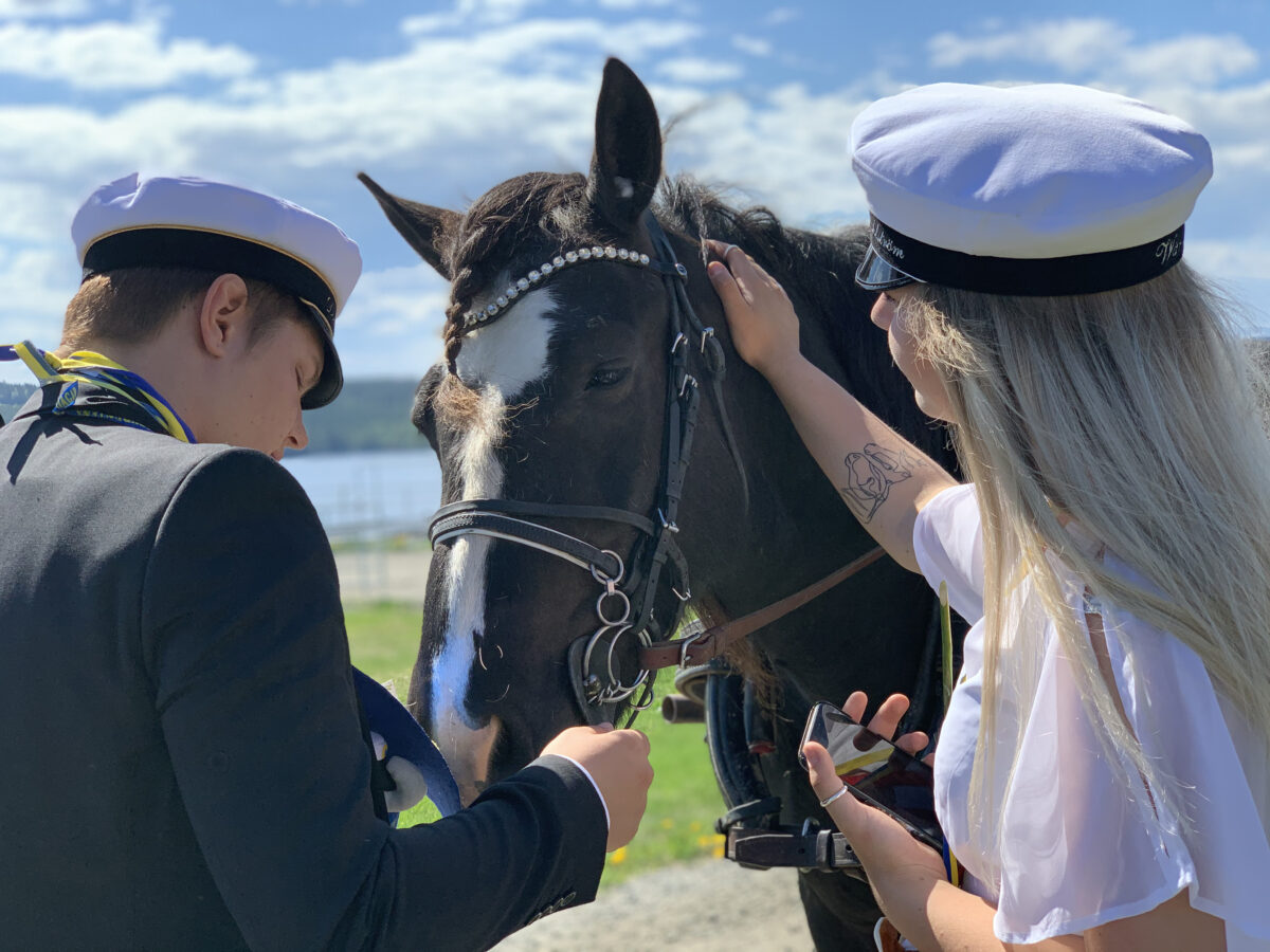 Två studenter, en kille och en tjej med studentmössor på klappar en kallblodstravare en solig dag