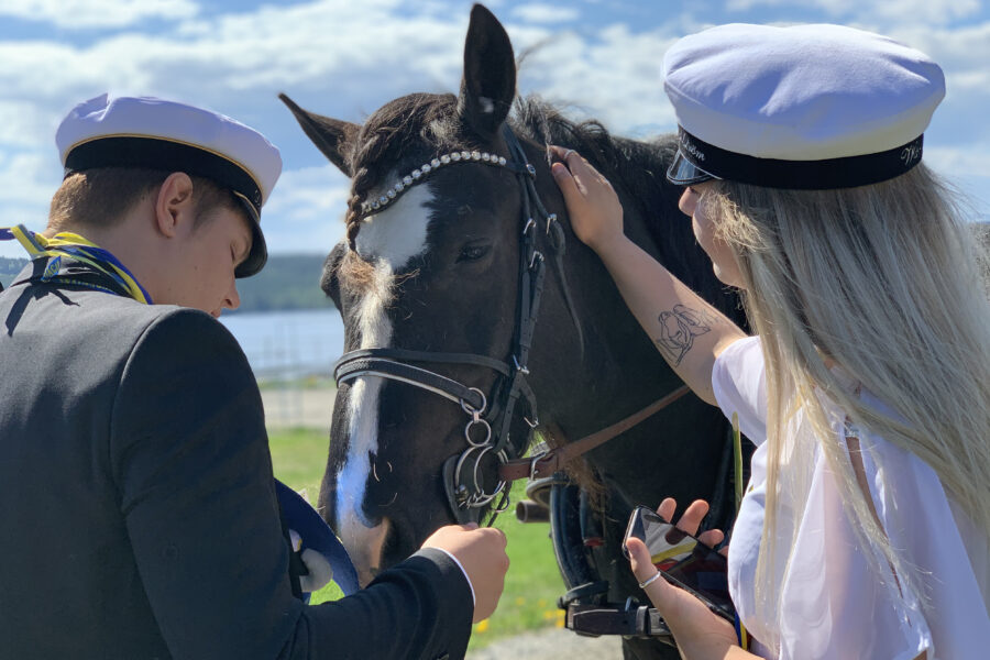 Två studenter, en kille och en tjej med studentmössor på klappar en kallblodstravare en solig dag