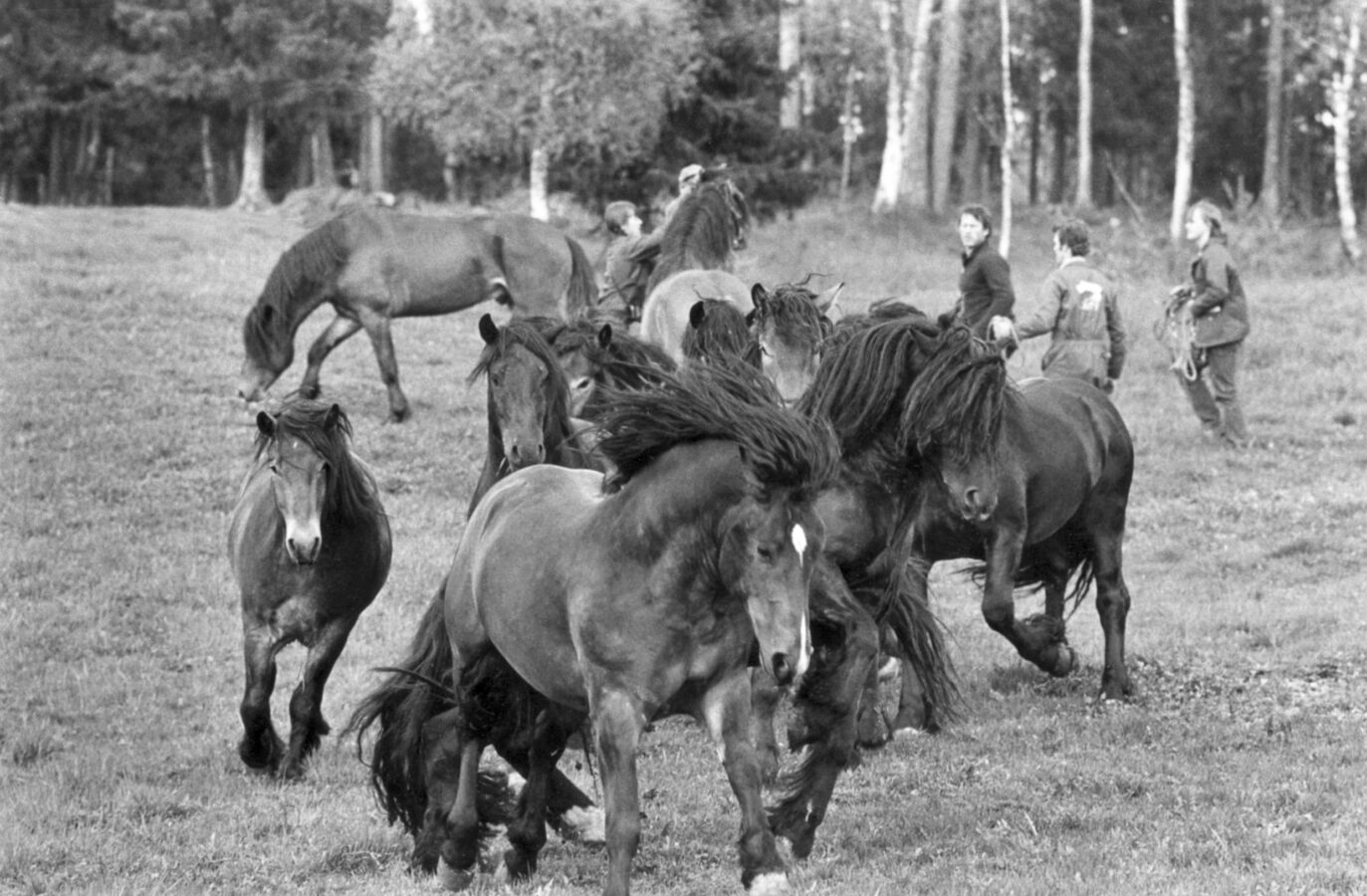 En svartvit bild visar en flock hästar som springer på ett gräsbevuxet fält medan en grupp människor står i närheten, några håller i grimmor och grimskaft, träd syns i bakgrunden.