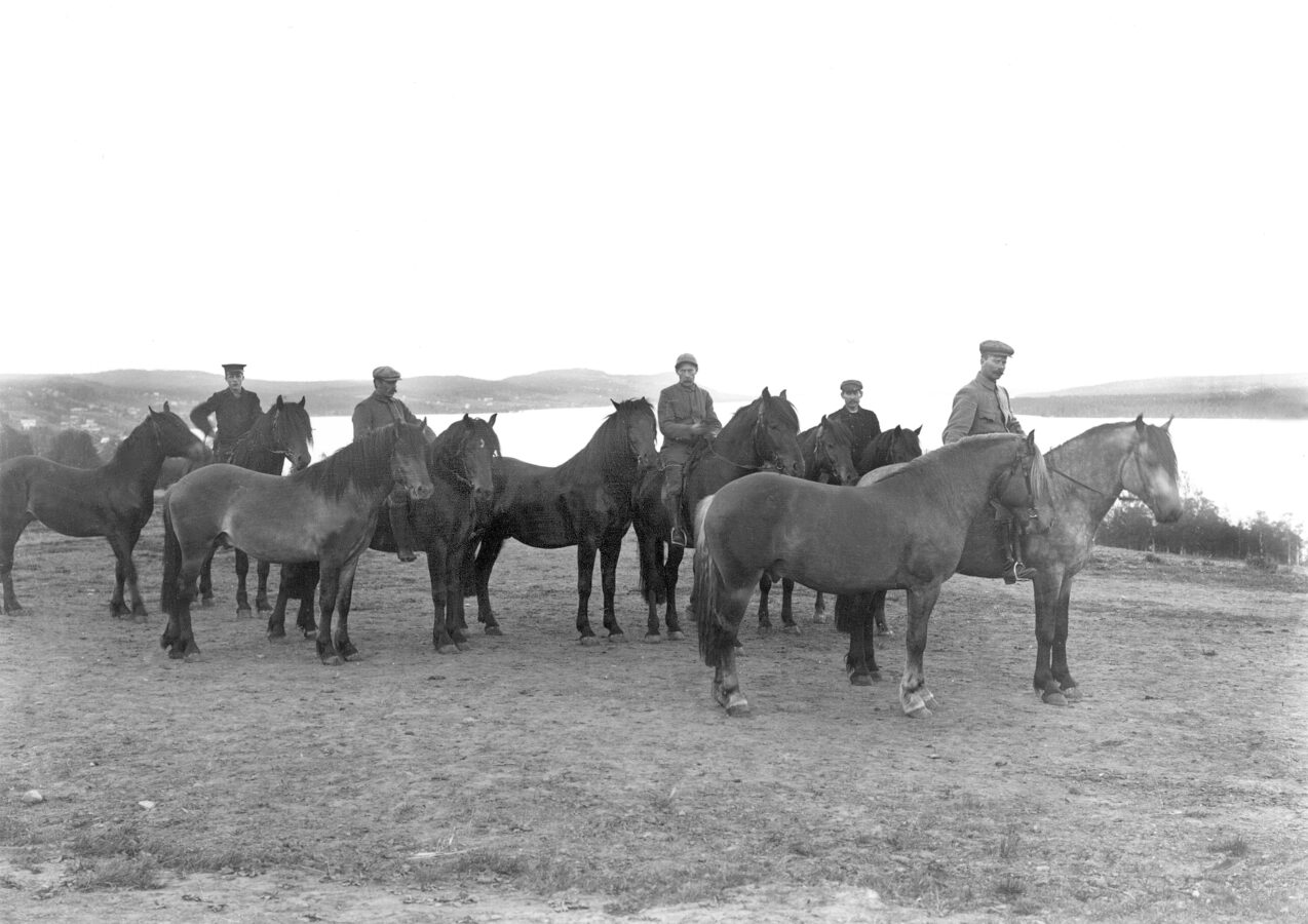 En svartvit bild visar sex män som poserar utomhus med sju hästar som står på stallplan på Wången med utsikt över Alsensjön.